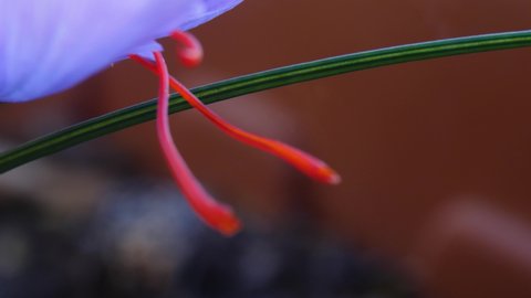 Saffron flower detail of stigmas and threads. 4K
