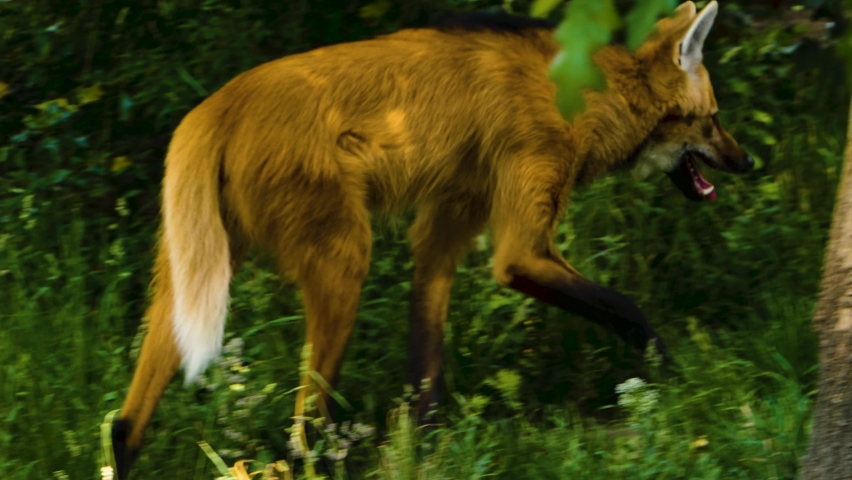 Close up of mane wolf walking around bushes	 Royalty-Free Stock Footage #1062307357