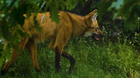 Close up of mane wolf walking around bushes	