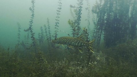 Northern Pike swimming in freswater lake landscape, underwater shot