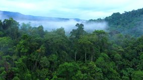 Aerial view, flying between the palms, trees en purple flowers in a tropical forest
 - Powered by Shutterstock - Get 15% off with code: PIKWIZARD15