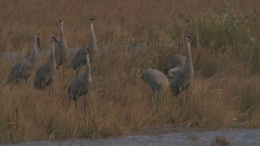 Sandhill Crane Flock Several Cranes Standing Looking Around in Autumn in Wisconsin