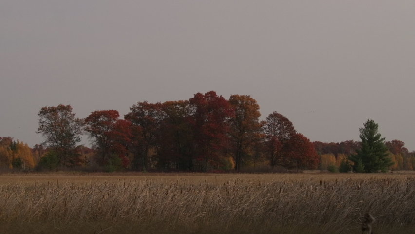 Wetland Marsh Swamp in Wisconsin in Autumn Grass Foliage Leaves Changing Seasons