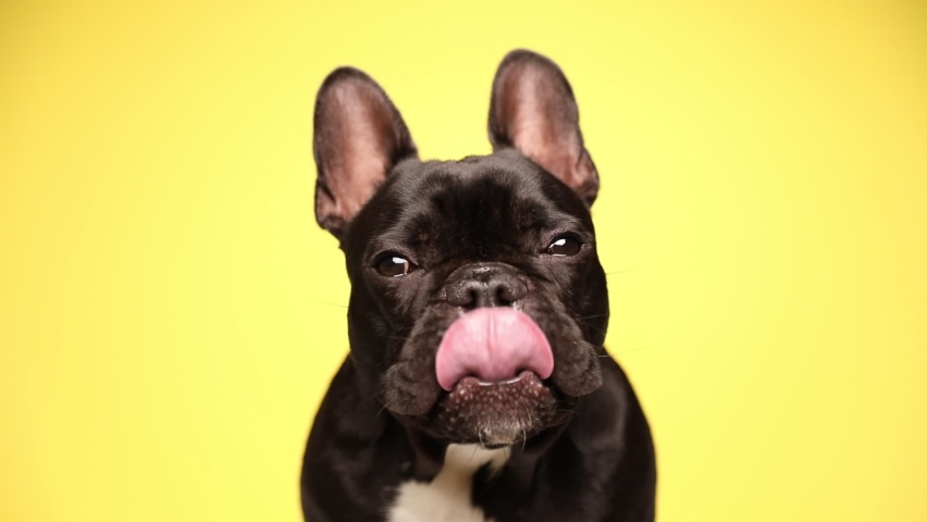 Adorable french bulldog dog is sitting, looking aside, licking his nose repeatedly then looking to the other side on yellow background
