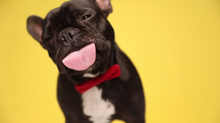 little french bulldog dog is licking the screen in front of him, wearing a red bowtie, and standing on yellow background Royalty-Free Stock Footage #1062322459