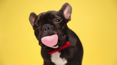 adorable french bulldog dog is sitting, wearing a red bowtie and licking the glass in front of him on yellow background