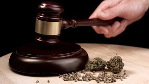 Cannabis, marijuana and hemp products on court table with judges gavel. Illegal crime concept.