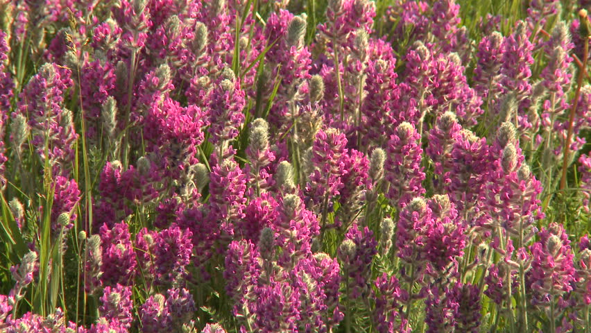 Prairie wildflowers