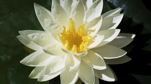 Timelapse of white lotus water lily flower with green leaves opening in pond
