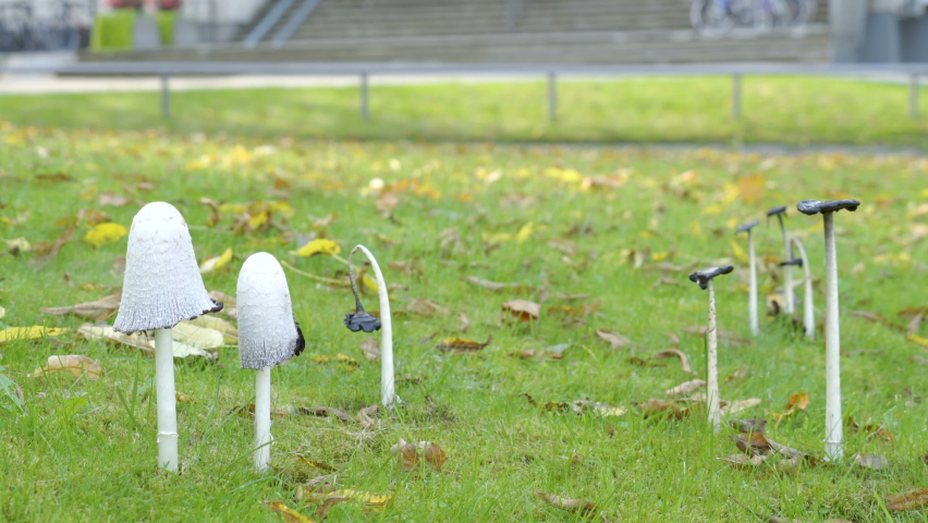 The tiny shaggy ink cap mushroom on the grassy lawn outside the house