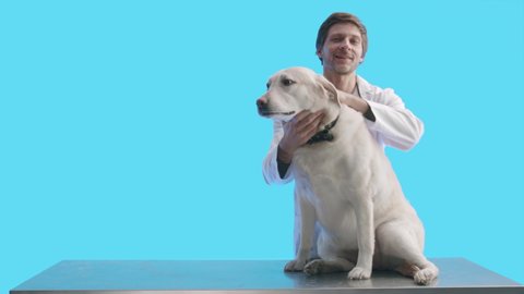 Male veterinarian petting labrador dog sits on a table against blue background