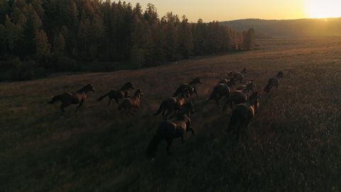 Aerial emotional film orange sunset sun large herd of horses galloping run across meadow towards sun's rays. Cinematic flight above wild equine. Autumn nature unique landscape. Slow motion stock shot