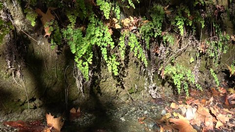 Fethiye, Turkey - 8th of November 2020: 4K Brooklet and wild growing maidenhair fern
