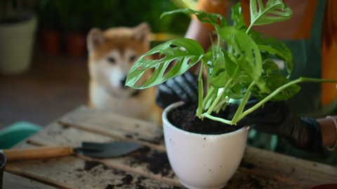 Woman gardener takes care of houseplant and transplants it at house room with dog spbd. Closeup view of female transplanting green plant into pot, sitting at table in light interior and having good