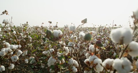 Panorama of a cotton field and a close-up of a cotton Bush swaying in the wind, ready for harvest. Cotton plantation . 4K video