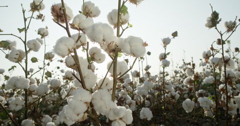 Cotton field. Against the background of a cotton field in the rays of the setting sun, a high-quality cotton Bush rotates 360 degrees . 4 K video