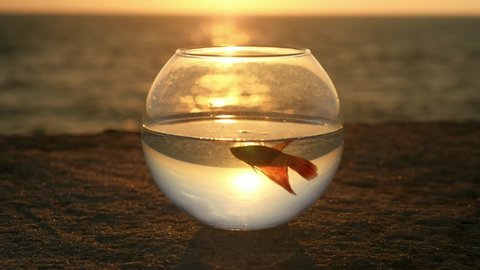glass bowl with water and small fish seashore background ocean, rays setting sun flare water surface. concept closed space and self-isolation restriction movement