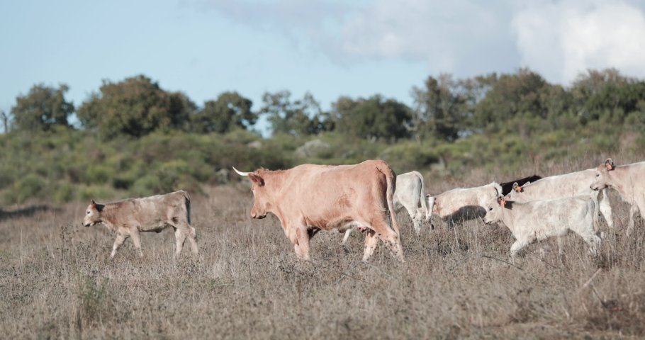 mother jersey cow her cubs dry Stock Footage Video (100% Royalty-free ...