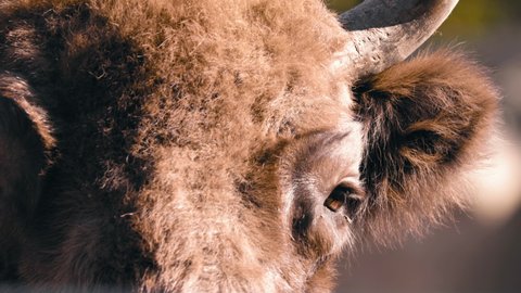Close up of European wood bison or Wisent eyes, looking around - Bison Bonasus