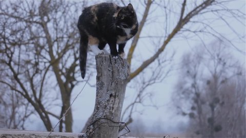 The cat jumps on a wooden pole and sharpens its claws