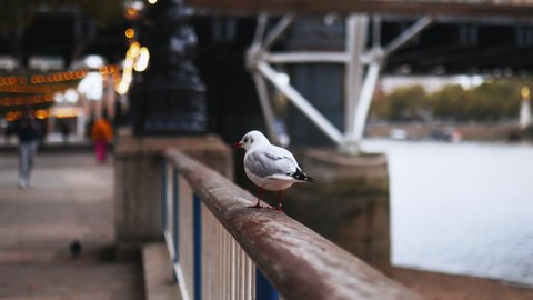 Lateral 4k view of a white European Herring Gull on a metal handrail, alongside the illuminated thoroughfare with a man jogging there, and with the River Thames as Background