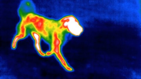 Thermal imaging camera detecting elevated dog body temperature at running and playing dog.
 Inspecting detecting elevated body temperature.  Thermography concept.