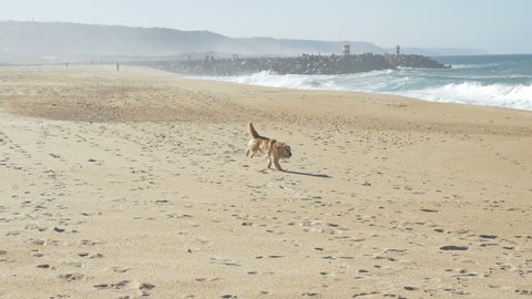 happy dog digs and plays on golden sand beach near vast storming ocean with heavy waves against clear sky on sunny day