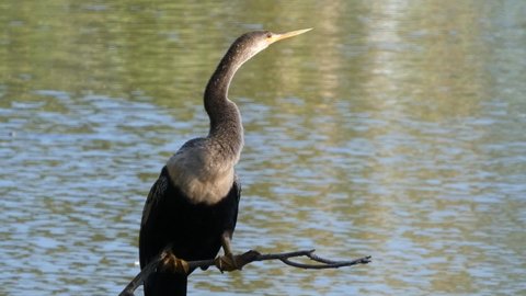 Anhinga tropical water bird perched on branch in front of lake and calling out