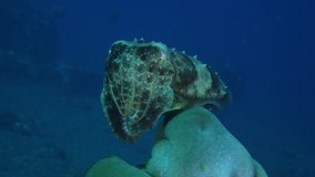 Broadclub Cuttlefish - Sepia latimanus. Underwater world of Tulamben, Bali, Indonesia. 4k video.