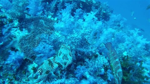 Two Large Blowfish (pufferfish) under rock
Close up shot underwater, Thailand

