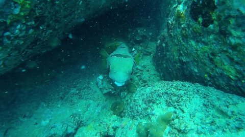 Large Blowfish (pufferfish) under rock
Close up shot underwater, Thailand
