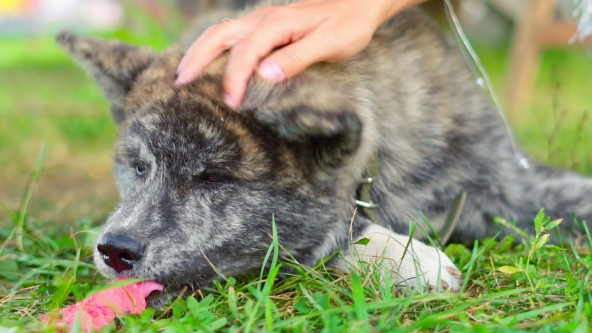 Japanese furry dog lying on the grass