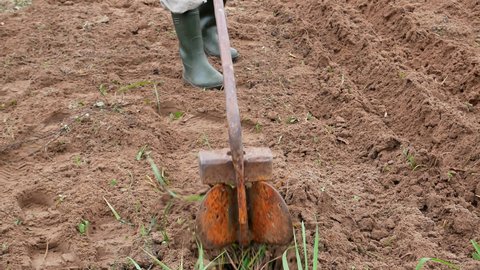 The process of plowing agricultural land with a hand plow. Iron plow. Cultivator tool. Farming field cultivation. Hand tool. Manual labor. Plow the land. Work on the ground. Physical work. Gardening.