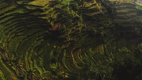 Cinematic aerial of perfect morning sunshine at Ubud rice field on tropical Bali