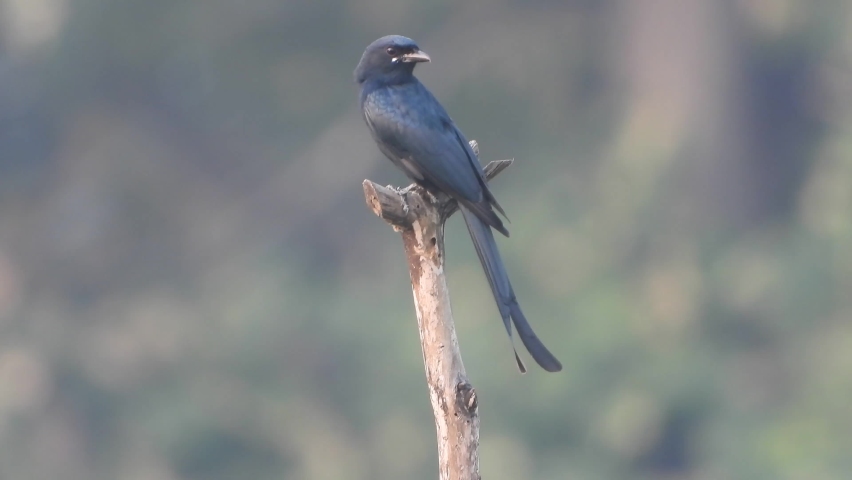 Black phoebe waiting for pray ..