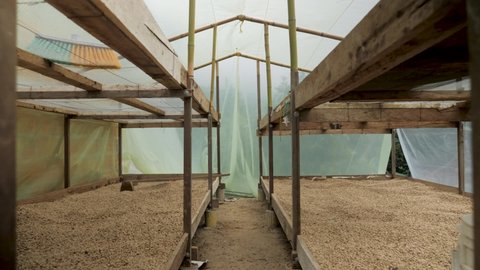 Shot of a coffee plantation greenhouse where coffee beans are sorted cleaned drilled and treated dried in sun and prepared artisanal process in traditional village farmland of Colombia Sierra Nevada