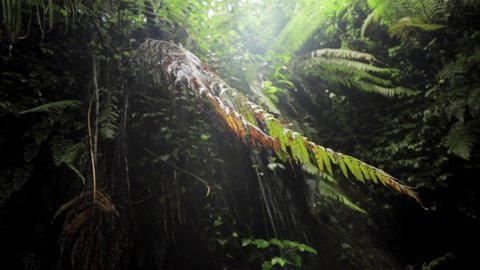 a tilt pan shot of a fern in a tropical rainforest under a waterfall during the rainy season in jungle rainforest of Tanzania surrounded by green trees and plants