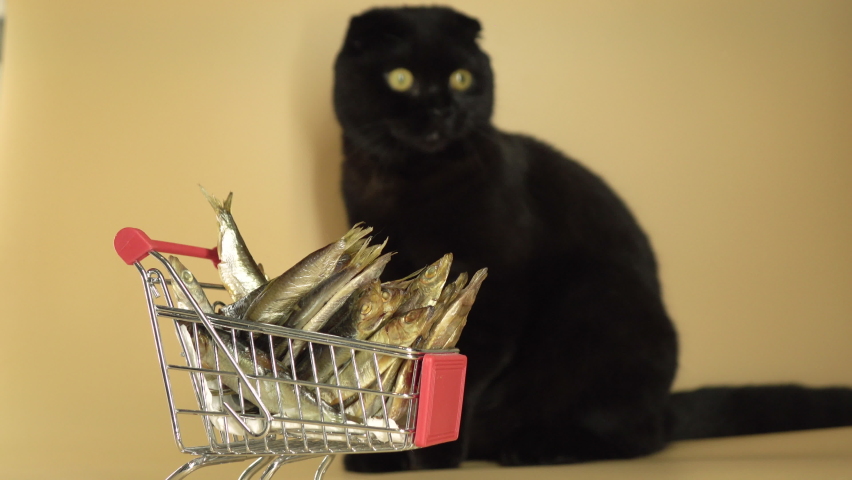 Black cat with a shopping basket filled with fish