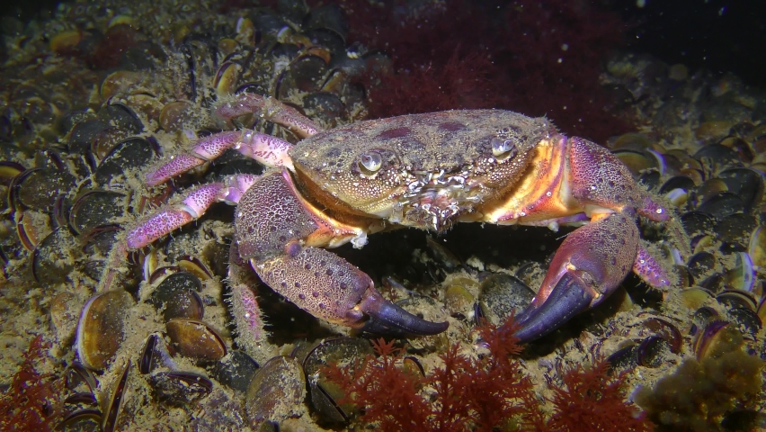 Warty crab or Yellow shore crab (Eriphia verrucosa) sits at the bottom and moves a mustache, medium shot.