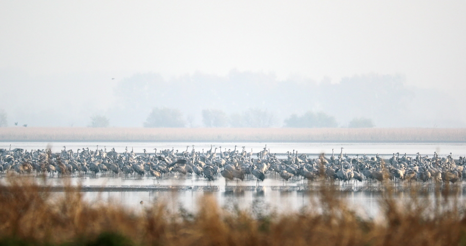 flock of Common bird Crane on lake, migration in the Hortobagy National Park, Hungary, puszta meadow and steppe ecosystems in Europe
