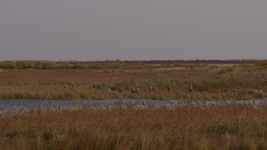 Sandhill Crane Flock Several Cranes Standing Looking Around in Autumn in Marsh in Wisconsin