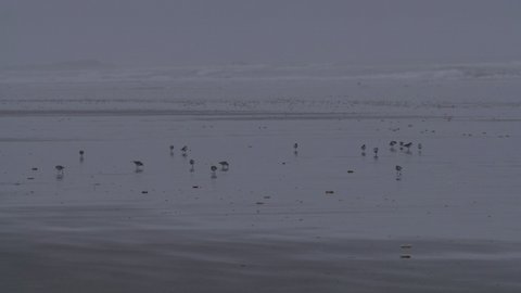 Sandpiper Flock Foraging Looking For Food on Pacific Ocean Beach Morning Slow Motion