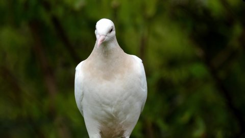 Pigeon Dove Bird Pace Dove Animal White stands on the ground and looks very beautiful. 
