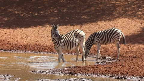 Plains zebras and a springbok antelope drinking at a waterhole, Mokala National Park, South Africa