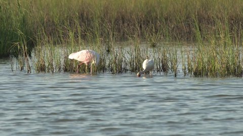 
Roseate Spoonbill and White Ibis feeding at the edge of the water in tall grass of coastal wetland