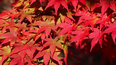 Blowing Red Maple Leaves in Autumn or Fall, Natural Image, Nobody