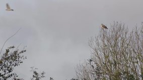 White hawk on a bare tree branch at the end of autumn. Slow motion 4K