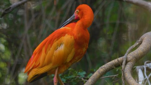 Close up of a Red scarlet ibis sitting on a branch and looking around	
