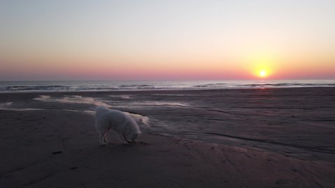 samoyed dog on the beach at sunset