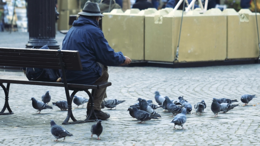 Elderly Man Feeding Pigeons  Smiling elderly man relaxing and feeding pigeons in park, happy retirement